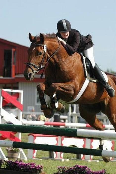 Dansk Varmblod Midtgaardens Fantana - Fantana og jeg billede 3