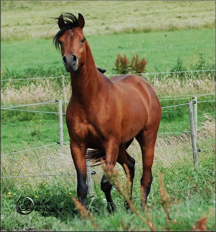 Arabisk fuldblod (OX) Al Ahmar Fahl - SOLGT - Juli 2007 billede 1