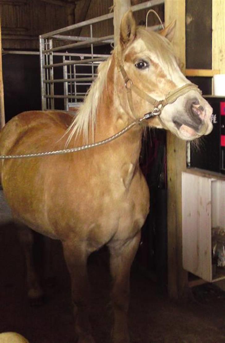 Haflinger Suleika R.I.P Min ven billede 2