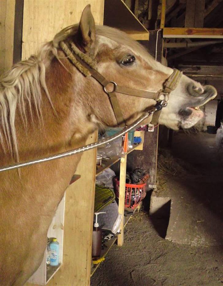 Haflinger Suleika R.I.P Min ven billede 3