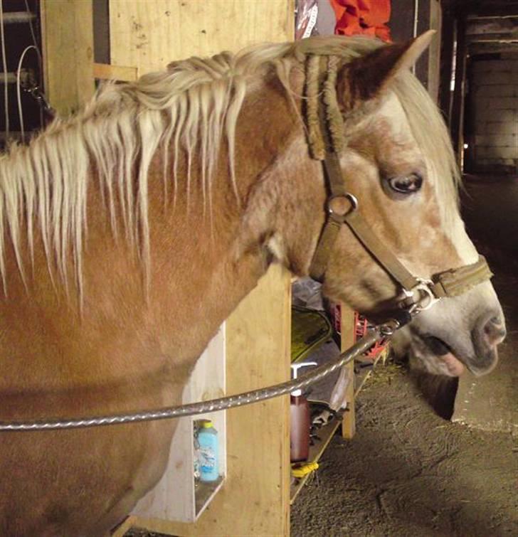 Haflinger Suleika R.I.P Min ven billede 4