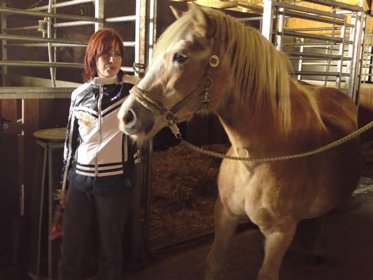 Haflinger Suleika R.I.P Min ven billede 5