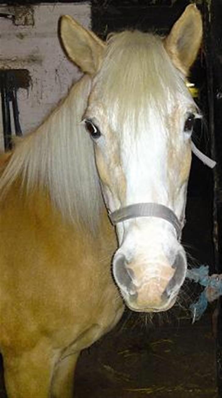 Haflinger Suleika R.I.P Min ven billede 6