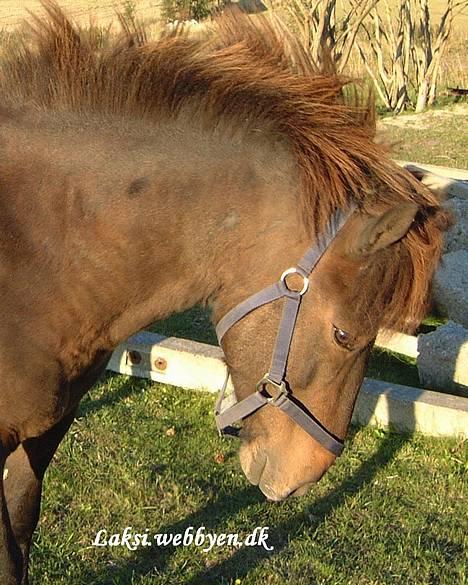 Islænder Laksi billede 9