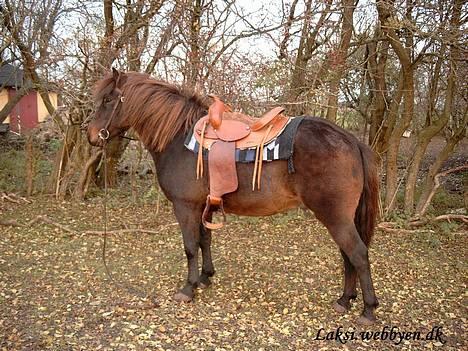 Islænder Laksi - Her som westernhest billede 10