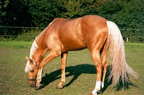 Palomino Golden Guy - Golden på fold billede 1