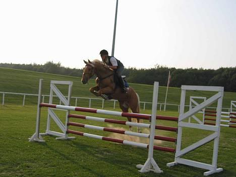 Palomino Golden Guy - Træning på L94 i Svendborg 2002 billede 3