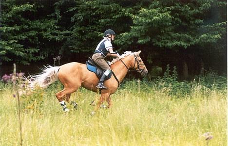 Palomino Golden Guy - Golden elsker at løbe stærkt, som her mellem to spring på en militarybane billede 8