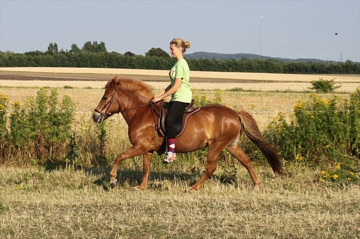 Islænder Sigyn fra Madumsø - Galop - første tur efter skade. Foto: Min mor billede 1