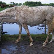 Knabstrupper Red light Lotus.+