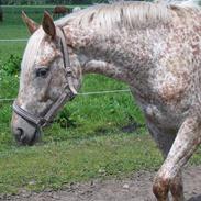 Knabstrupper Red light Lotus.+