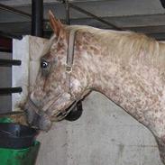 Knabstrupper Red light Lotus.+