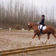 New Forest Indian Princess *Solgt*