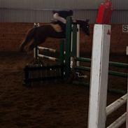 New Forest Indian Princess *Solgt*