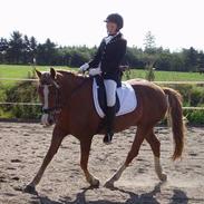 New Forest Indian Princess *Solgt*