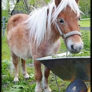 Shetlænder Buster 