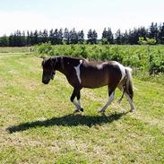 Anden særlig race Maybee