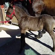 Anden særlig race Fenriz