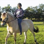 Fjordhest Ronja af Vilhelmsdal