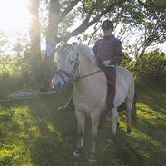 Fjordhest Ronja af Vilhelmsdal