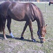 Frederiksborg Philippa †R.I.P†