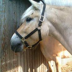 Fjordhest Skovvejens Tot