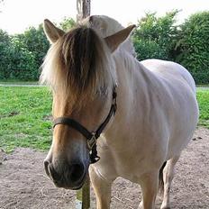 Fjordhest Skovvejens Tot