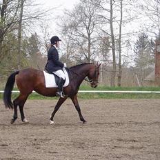 DSP Skovlysts Bolette *Solgt*