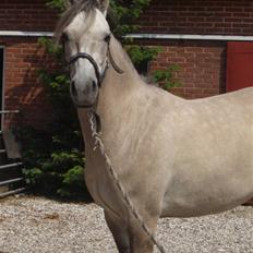 Anden særlig race Frydenhøjs Fini