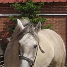 Anden særlig race Frydenhøjs Fini