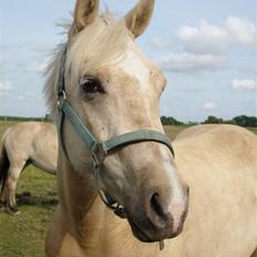 Anden særlig race golden hero SOLGT :'( <3 