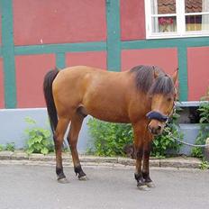 Anden særlig race Sunshine