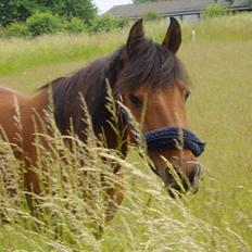 Anden særlig race Sunshine