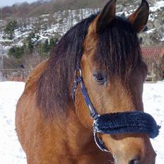 Anden særlig race Sunshine