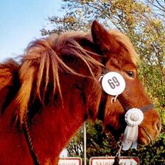 Islænder Mosa (Solgt)