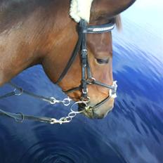 Anden særlig race Bøgelunds Zarina Udlånt