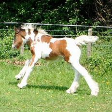 Irish Cob Luke Skywalker - SOLGT