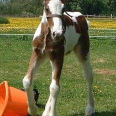 Irish Cob Luke Skywalker - SOLGT