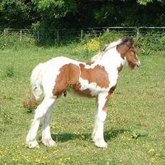 Irish Cob Luke Skywalker - SOLGT