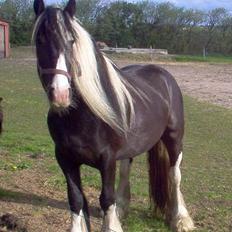 Irish Cob Lilli