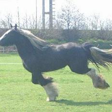 Irish Cob Lilli