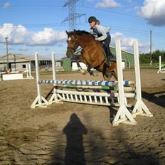 Dansk Varmblod Camaro Igenmoos