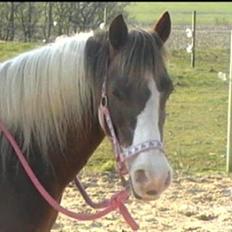 Pinto Blade <3 (-købte hende tilbage efter 6år <3)