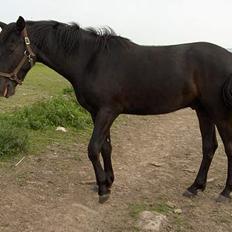 Knabstrupper Nikolas