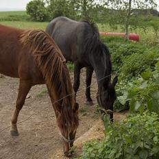 Knabstrupper Nikolas