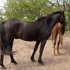 Knabstrupper Nikolas