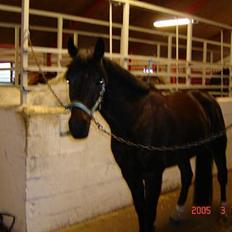 Traver Gassan Møllegård