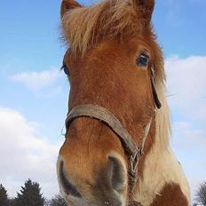 Islænder Mellemhavens Tjalfe 