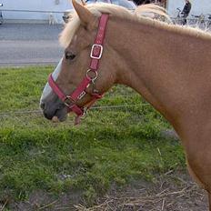 Haflinger Ichavel