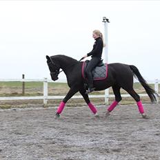 Tysk Sportspony Starlight <3 *Tøsen* *solgt*